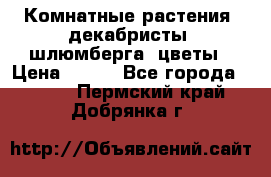 Комнатные растения, декабристы (шлюмберга) цветы › Цена ­ 300 - Все города  »    . Пермский край,Добрянка г.